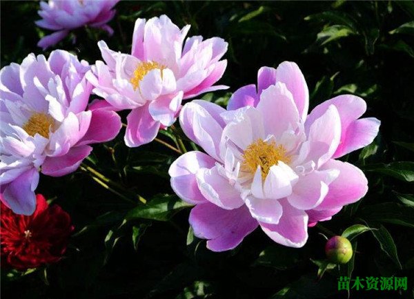 芍药花的图片和花期 芍药花语寓意是什么