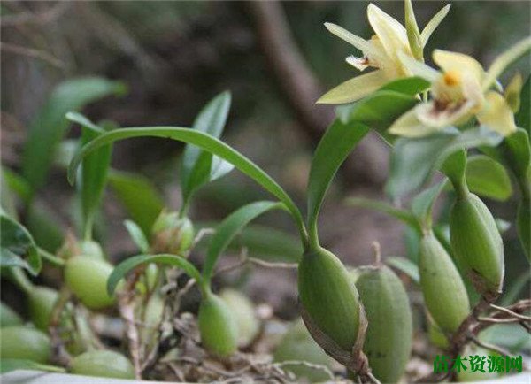 野生铁皮石斛几月份开花 铁皮石斛的花语和寓意是什么