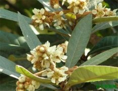 枇杷树花开时间和图片 枇杷的花语和寓意象征