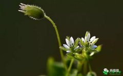 4月15日繁缕花生日花语有哪些？