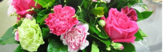 康乃馨的花语寓意有哪些？