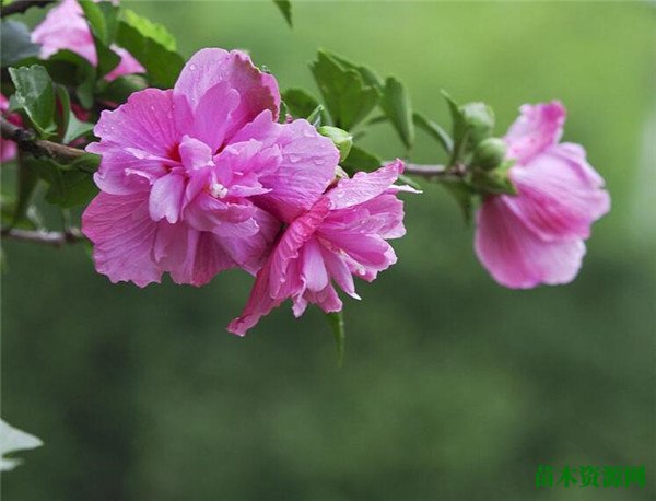 木槿花几月份开花图片 木槿花花语寓意