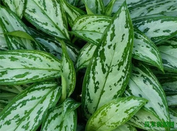 银皇后万年青开花时间和图片 万年青的花语寓意