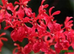 火焰兰的花语及象征意义 火焰兰放多少水养