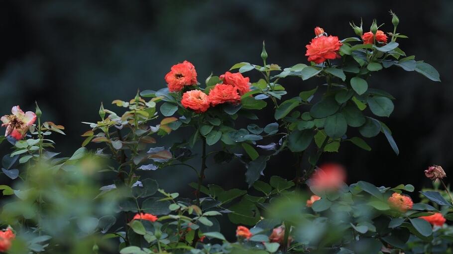 月季花的花语是什么？不同颜色的月季花花语