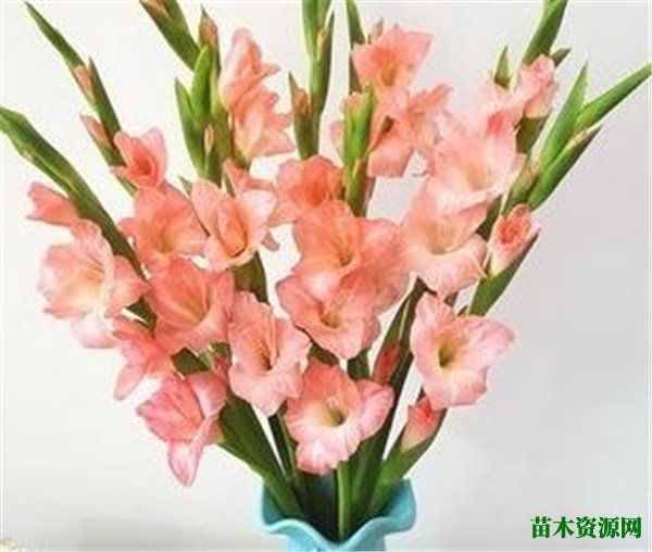 剑兰花图片花语 剑兰花好养吗