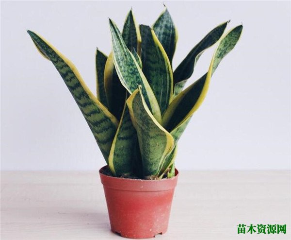 虎皮兰开花时间和图片 虎尾兰的花语寓意
