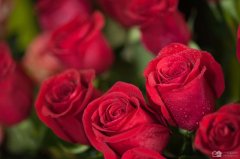 不同颜色的玫瑰花有着怎样的花语？