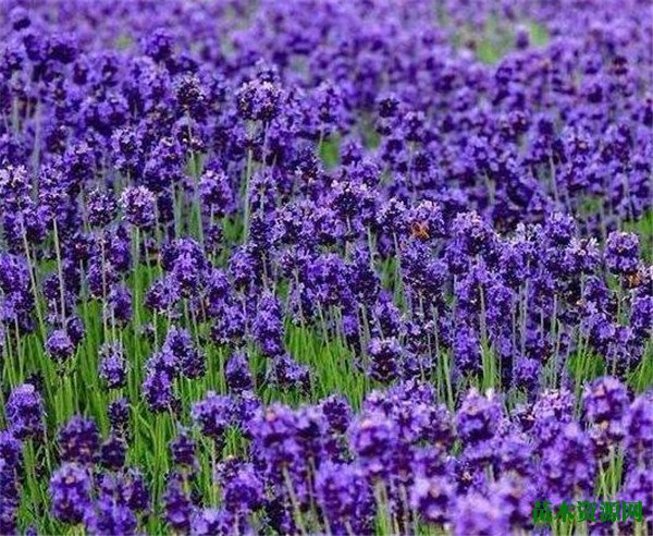 紫罗兰图片花期花语 紫罗兰怎么养比较好