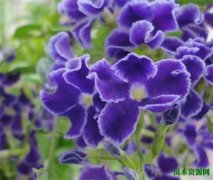 紫罗兰图片花期花语 紫罗兰怎么养比较好