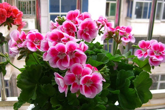 天竺葵的花语是什么?天竺葵的传说是怎么样的?