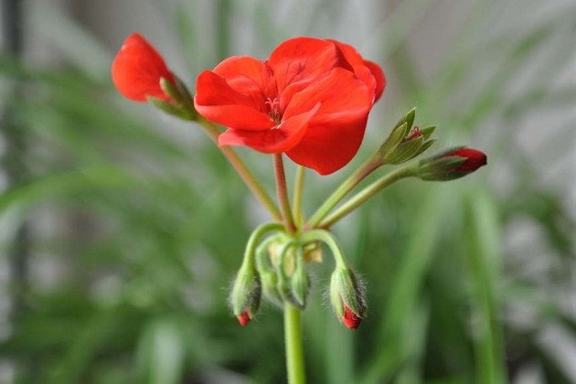 天竺葵的花语是什么?天竺葵的传说是怎么样的?