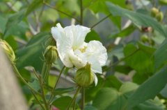 木芙蓉花的花语有哪些？