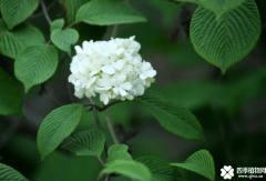 石楠花的花语大全有哪些？