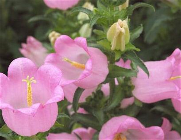 风铃花花语和寓意 风铃花的养殖方法和注意事项