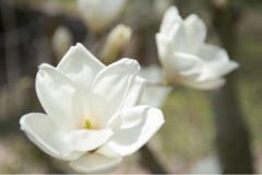白玉兰的花语有哪些？