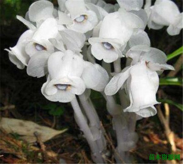 幽灵兰花的图片花语 鬼兰为什么这么值钱