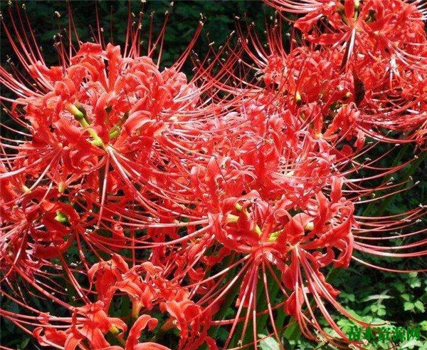 曼珠沙华开花时间和图片 曼珠沙华的花语和传说