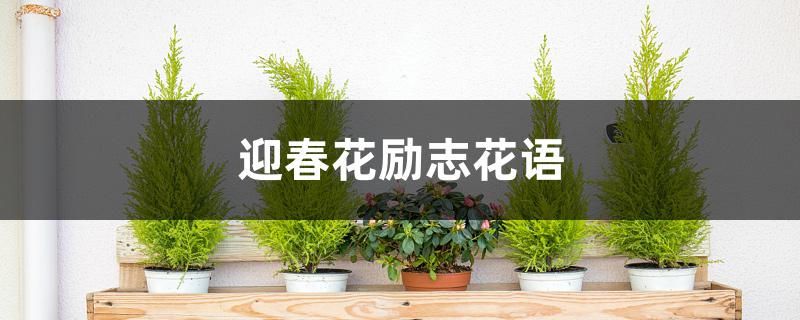 迎春花励志花语