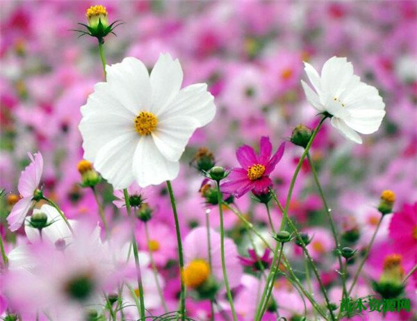 格桑花图片和花期 格桑花花语寓意是什么