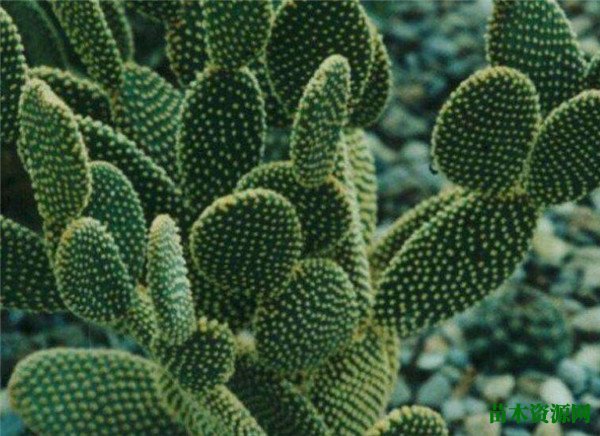 仙人掌开花吗 仙人掌的花语是什么