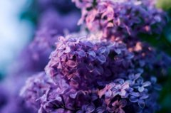 紫色丁香花花语有哪些？