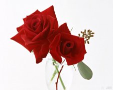 玫瑰花语介绍有哪些？