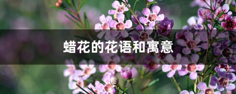 蜡花的花语和寓意