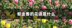 郁金香的花语是什么