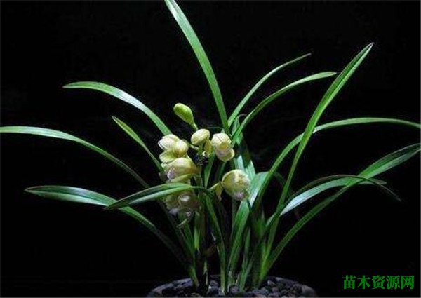 兰花开花时间和图片 兰花的花语寓意介绍