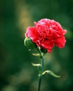 不同颜色康乃馨的花语有哪些？