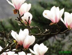 木兰花开花时间和图片 木兰花的花语和养殖方法