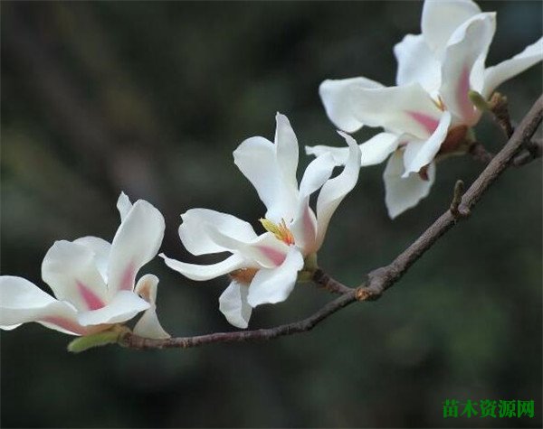 木兰花开花时间和图片 木兰花的花语和养殖方法