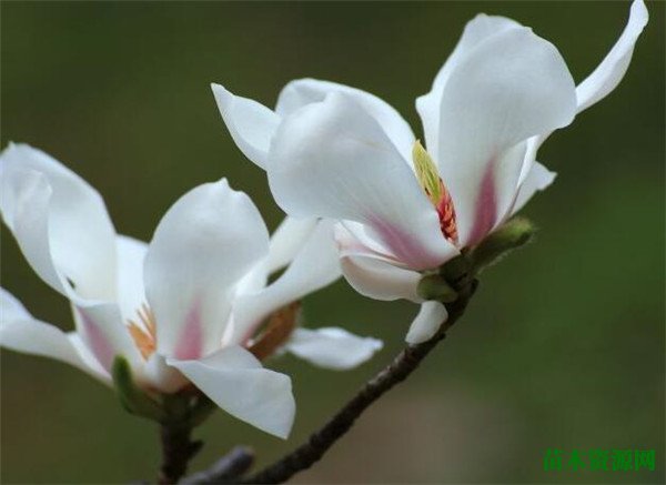 木兰花开花时间和图片 木兰花的花语和养殖方法