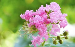紫薇花花语有哪些？