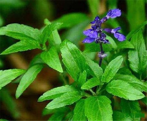 兰花鼠尾草花期花语 蓝花鼠尾草的繁殖方法和种植技术