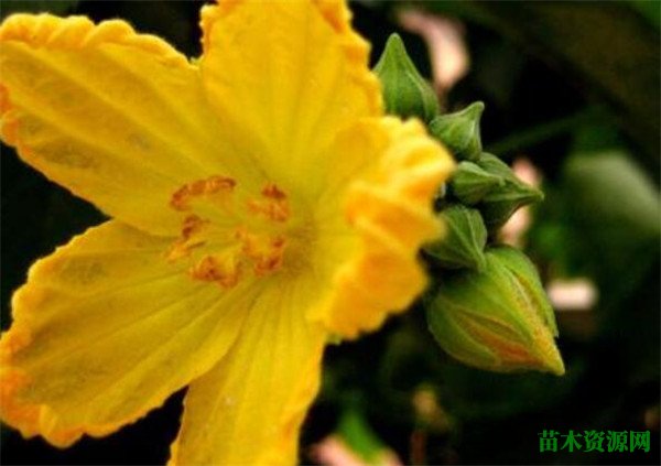 丝瓜花几月份开花语是什么 黄瓜花与丝瓜花的区别