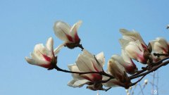 玉兰花的基本资料  玉兰花的花语有哪些？