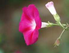 牵牛花花语_花语大全