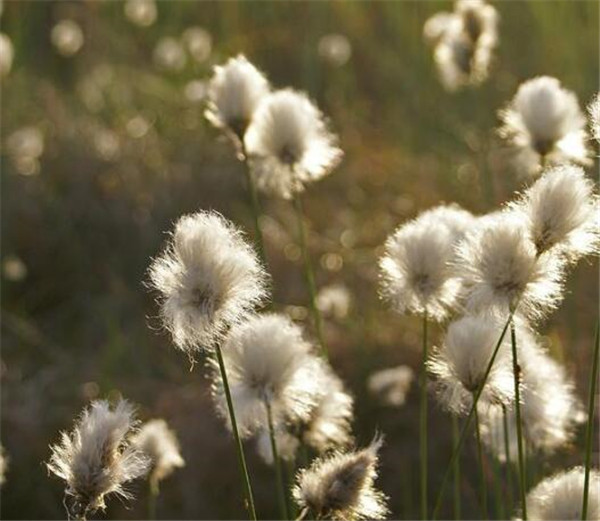 白毛羊胡子草花语 胡须草是什么样子