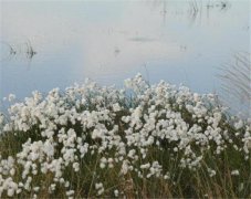 白毛羊胡子草花语 胡须草是什么样子