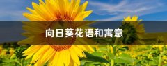 向日葵花语和寓意