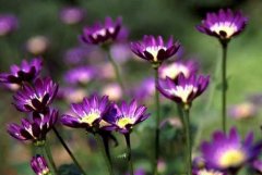 紫菀的花语有哪些？