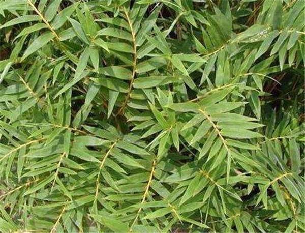凤尾竹开花时间和花语 凤尾竹的养殖方法介绍