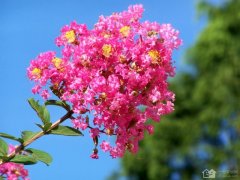 紫薇花如何种植   紫薇花花语有哪些？