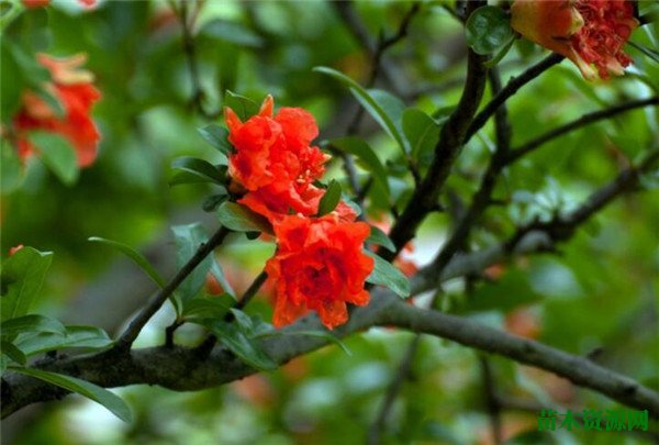 石榴花什么时候开是什么颜色 石榴花花语和养殖方法