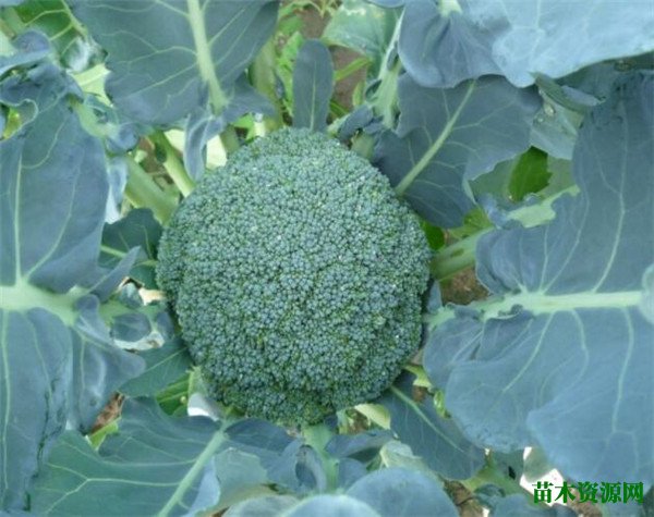 西兰花几月份开花 西蓝花的花语和寓意