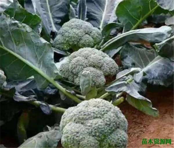 西兰花几月份开花 西蓝花的花语和寓意