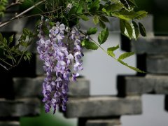 紫藤花的花语及传说有哪些？