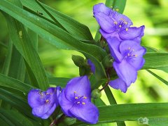 紫露草是什么花  紫露草的花语有哪些？
